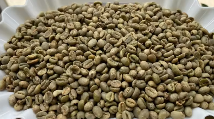 حبوب قهوة أرابيكا خضراء مختصة