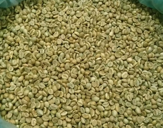 حبوب قهوة أرابيكا خضراء مختصة